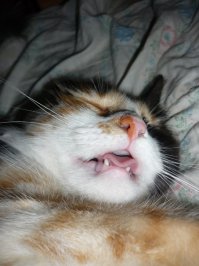 21 гримаса тех, кто не любит рано вставать по утрам