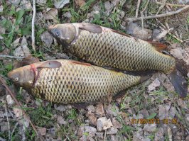 20 забавных открыток о рыбалке 