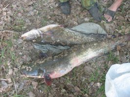 20 забавных открыток о рыбалке 