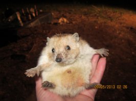 28 животных, которых вы вряд ли видели новорождёнными