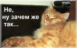 Трагедии свежевымытых котов