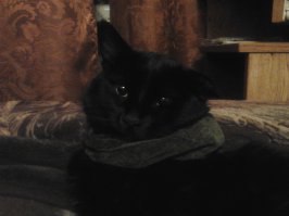 А вот мой котЭ в шарфике)Не хватает мольберта и кистей)))