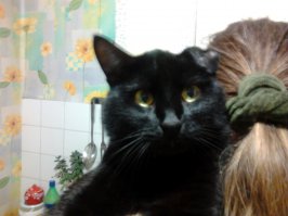 А тут мы с ним на кухне)Мой шеф повар, любит наблюдать как я готовлю)))