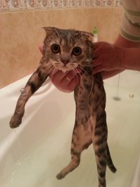 Трагедии свежевымытых котов