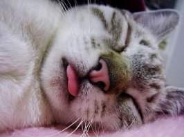 21 гримаса тех, кто не любит рано вставать по утрам