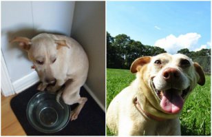 По-моему, этот самый счастливый из приемышей. Не узнать прям.:)