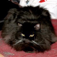 Нашей чёрной 18 лет