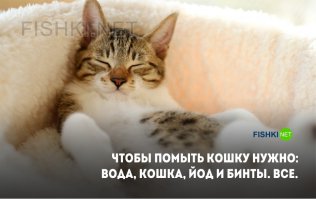 Немного аккордеона..;)