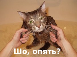 Трагедии свежевымытых котов