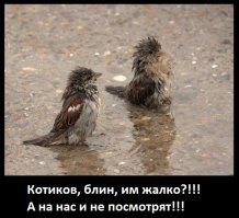 Трагедии свежевымытых котов