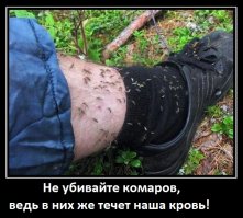 Комар и его "причиндал"