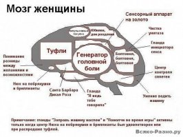 Чем мужчины отличаются от женщин