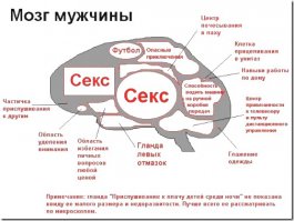 Чем мужчины отличаются от женщин