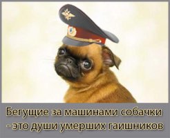20 анекдотов о сотрудниках ГИБДД