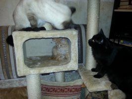 Мы нашего рыжего из подъезда взяли.