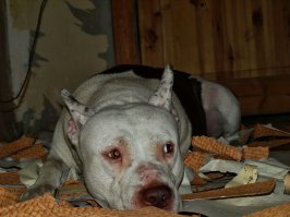 Мой мыслитель помогает мне с ремонтом.