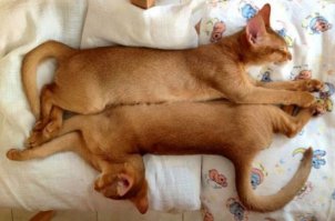 20 фотографических услад для глаз перфекциониста