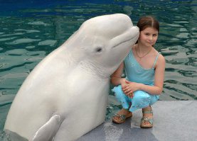 А белуха? (таки допускается называть и белугой)
Или она не из дельфиновых (хоть на латинянском и называется Delphinapterus leucas)