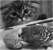 Смешные котики