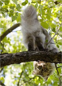 Смешные котики