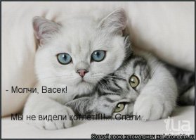 Смешные котики