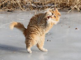 Смешные котики