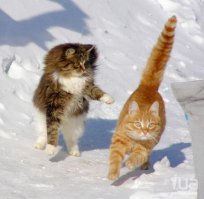 Смешные котики