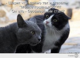 Смешные котики