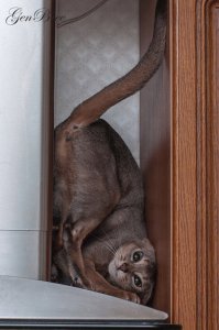 Смешные котики