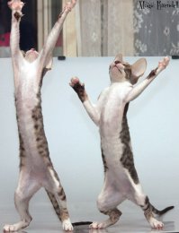 Смешные котики