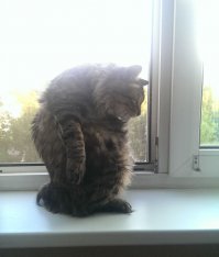 Смешные котики