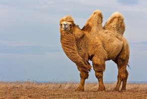 Животные, которых наши дети увидят только на картинках