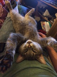 Тихо!Царь спит!!