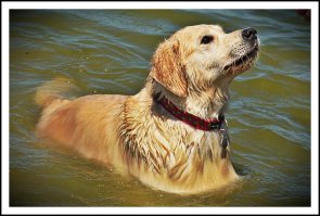 14 собак, которые очень боятся воды