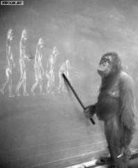 7 главных заблуждений об эволюции