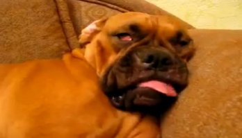 Щенки, которые проиграли битву со сном