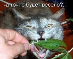 Дары природы, которые могут заменить содержимое аптечки