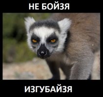 14 собак, которые очень боятся воды