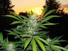 Дары природы, которые могут заменить содержимое аптечки