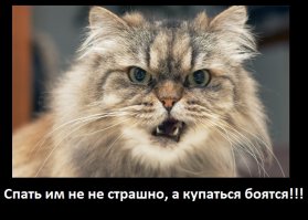 Щенки, которые проиграли битву со сном