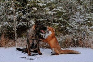 Лучшие друзья