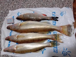 Для  начинающих рыбаков