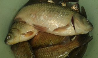 Для  начинающих рыбаков