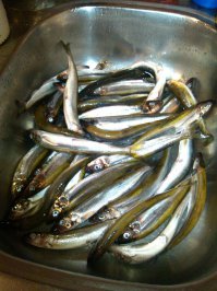 Для  начинающих рыбаков