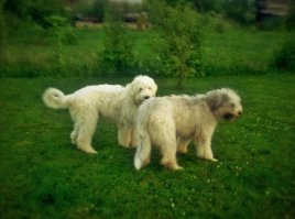 Белый щенок 5 месяце - мальчик, серая - девочка 7 месяцев