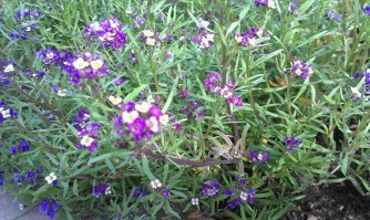 Это в Эстонии район Курэмяе, класное место, там великолепная природа, завались грибов и ягод. В монастыре можно купить хлеб и хмельной квас:)
А ещё во дворе прекрасный сад. фотки скинул с растительностью от туда. Место супер и покушать там тоже можно, возле храма кафэшка замечательная и на каждом шагу мед продают и сувениры