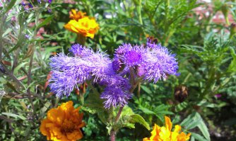 Это в Эстонии район Курэмяе, класное место, там великолепная природа, завались грибов и ягод. В монастыре можно купить хлеб и хмельной квас:)
А ещё во дворе прекрасный сад. фотки скинул с растительностью от туда. Место супер и покушать там тоже можно, возле храма кафэшка замечательная и на каждом шагу мед продают и сувениры