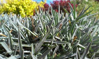 Это в Эстонии район Курэмяе, класное место, там великолепная природа, завались грибов и ягод. В монастыре можно купить хлеб и хмельной квас:)
А ещё во дворе прекрасный сад. фотки скинул с растительностью от туда. Место супер и покушать там тоже можно, возле храма кафэшка замечательная и на каждом шагу мед продают и сувениры