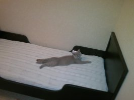 такая фотка пойдет? :)