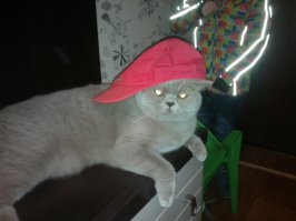 по этой фоте по моему видно какого он пола:). ну а где же Ваши фотки?